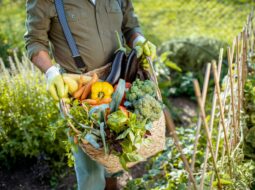 AJ Abdelnour:Vegetable Garden