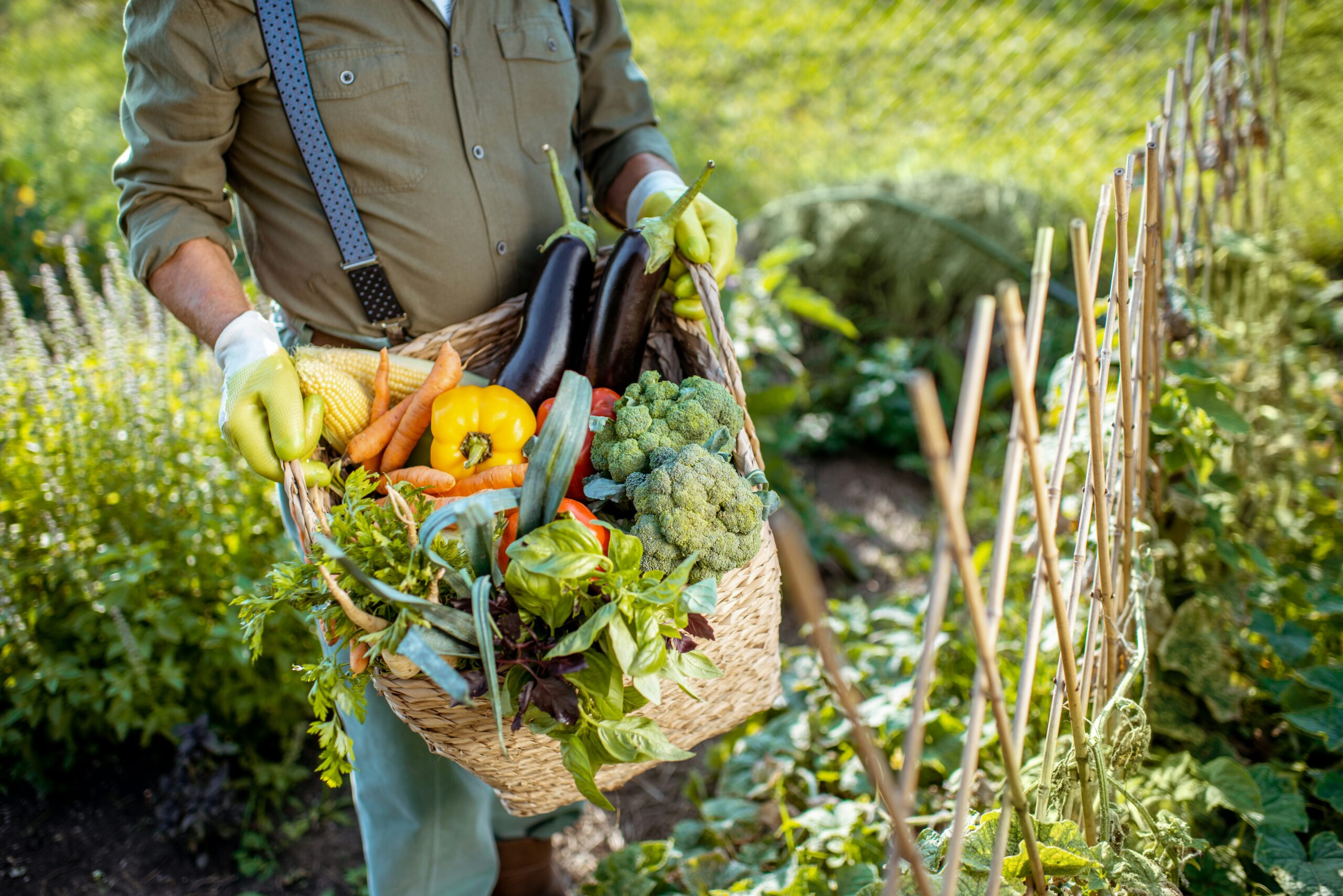 AJ Abdelnour:Vegetable Garden