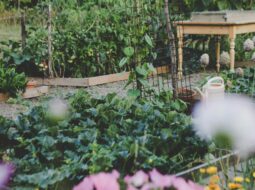 AJ Abdelnour- Vegetable Garden