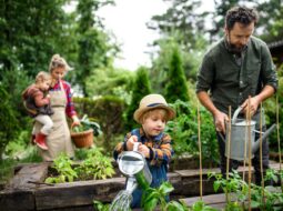 Vegetable Garden