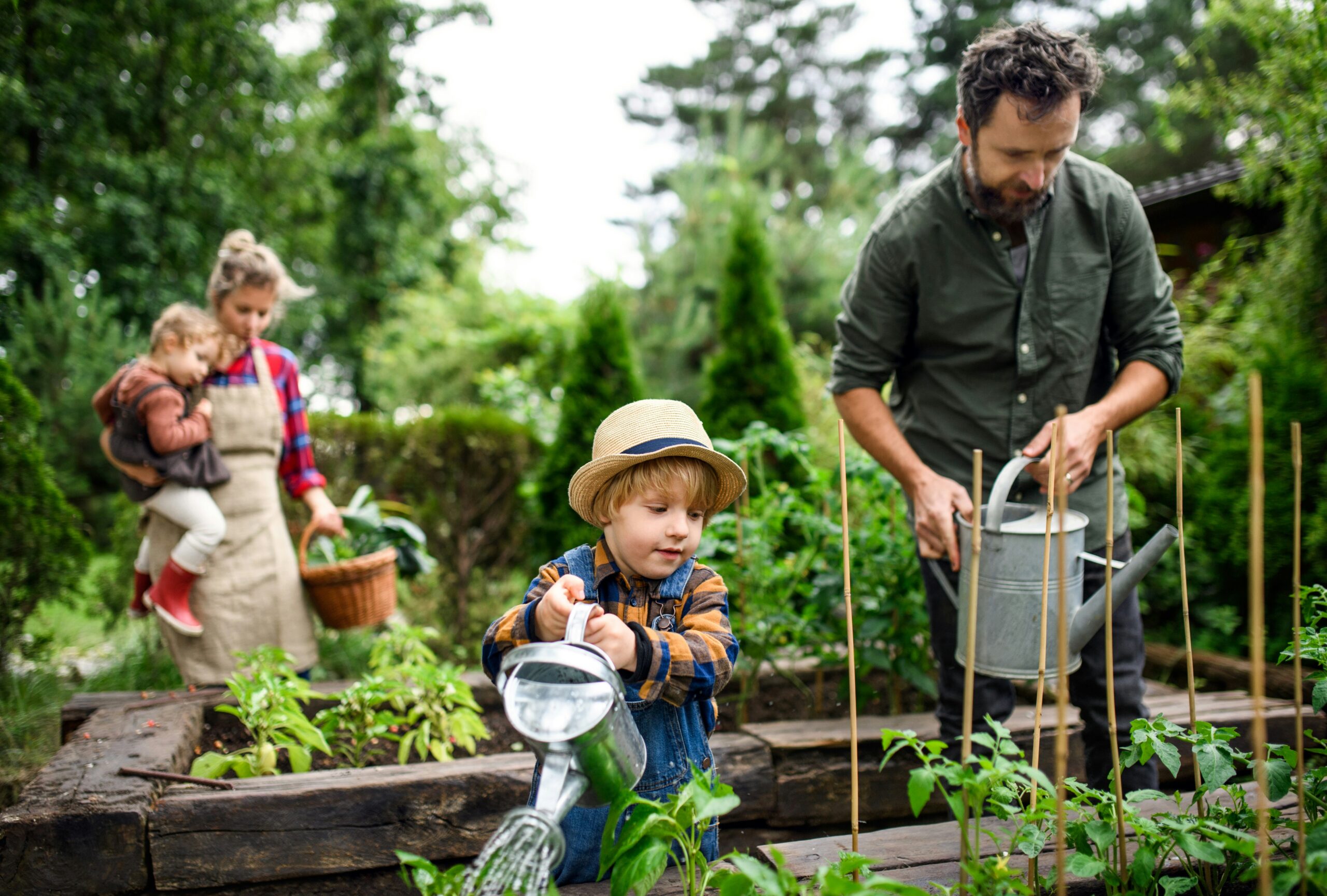 Vegetable Garden