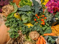 vegetable garden